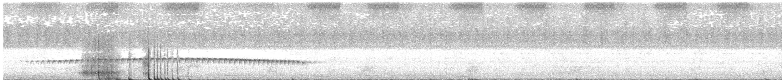 Perlenmantel-Ameisenwürger - ML203608641