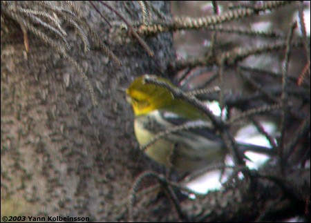 Black-throated Green Warbler - Yann Kolbeinsson