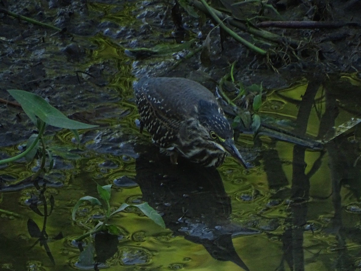 Striated Heron - Andrés de Miguel