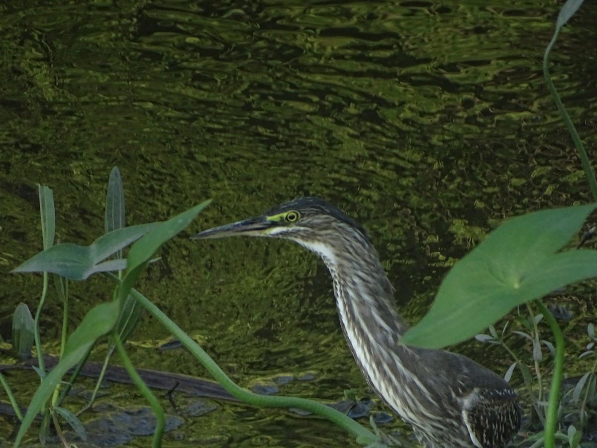 Striated Heron - ML203610471