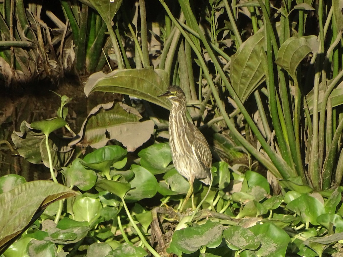 Striated Heron - ML203610501