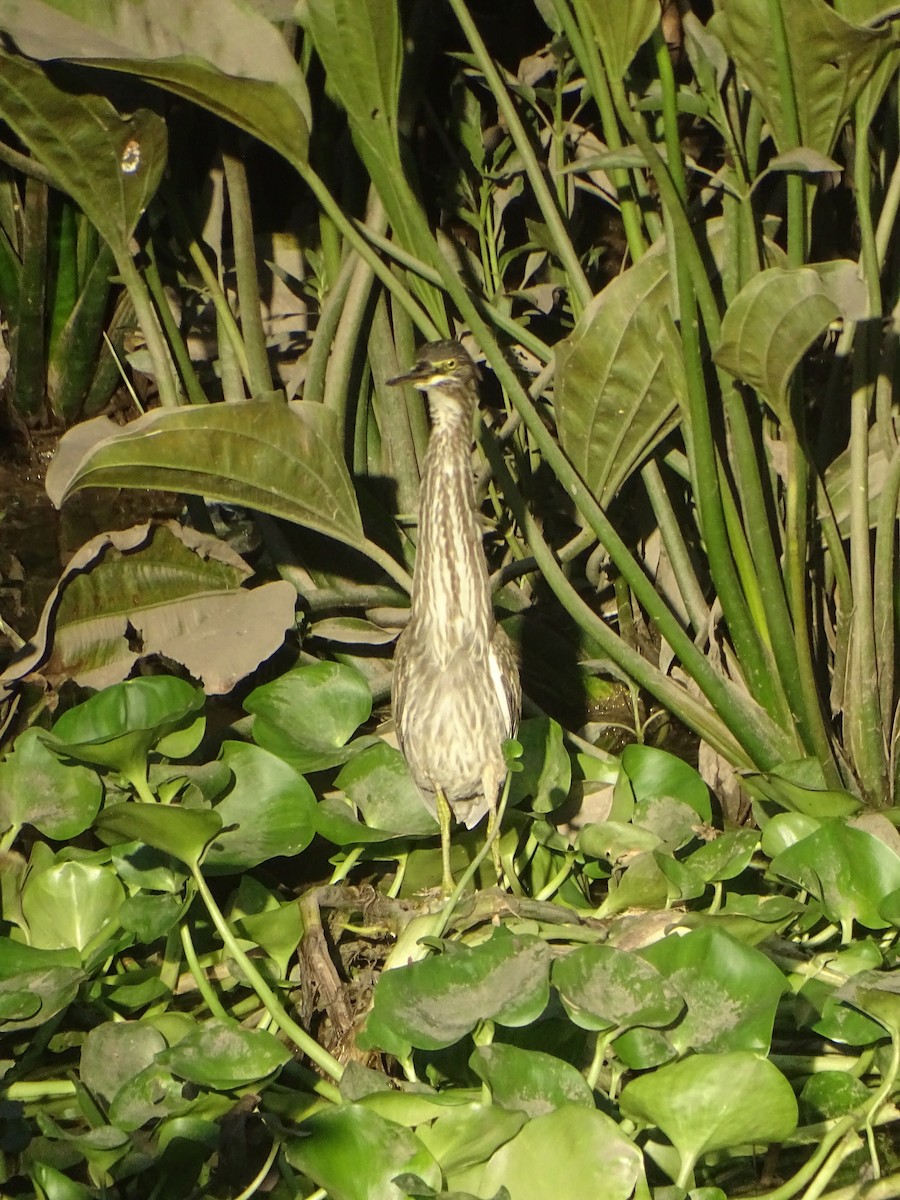 Striated Heron - ML203610531