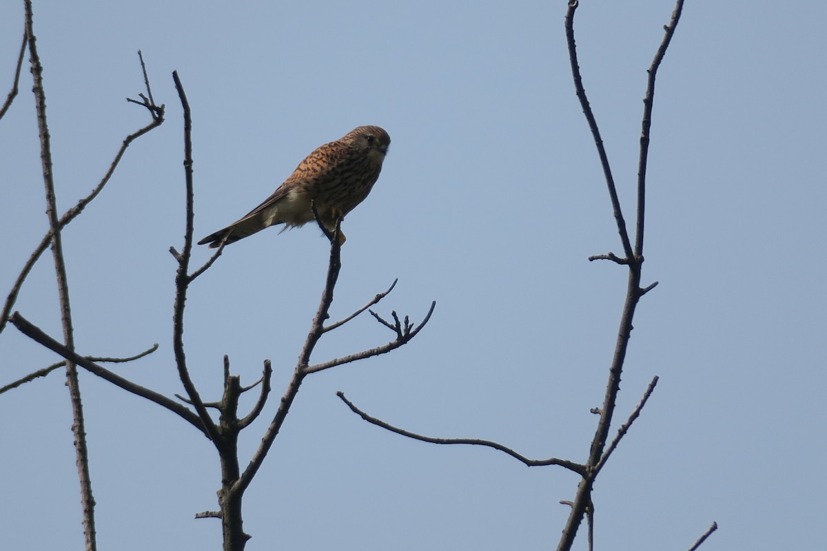 Eurasian Kestrel - ML203611751