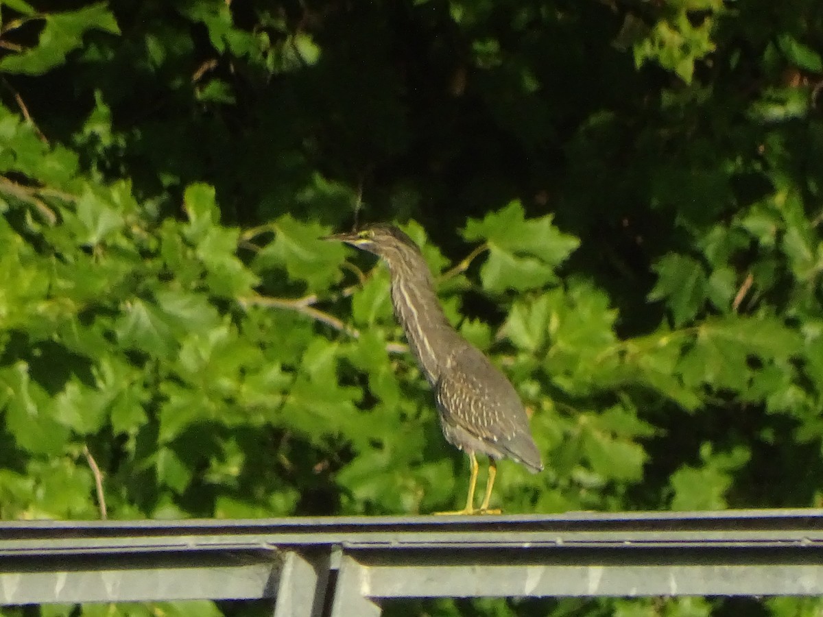 Striated Heron - ML203611791