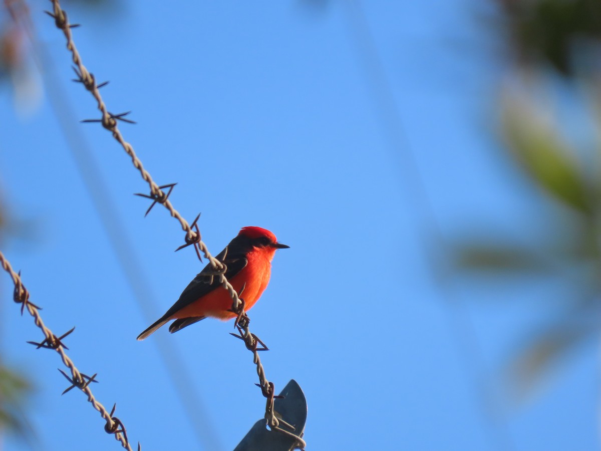 Vermilion Flycatcher - ML203611881