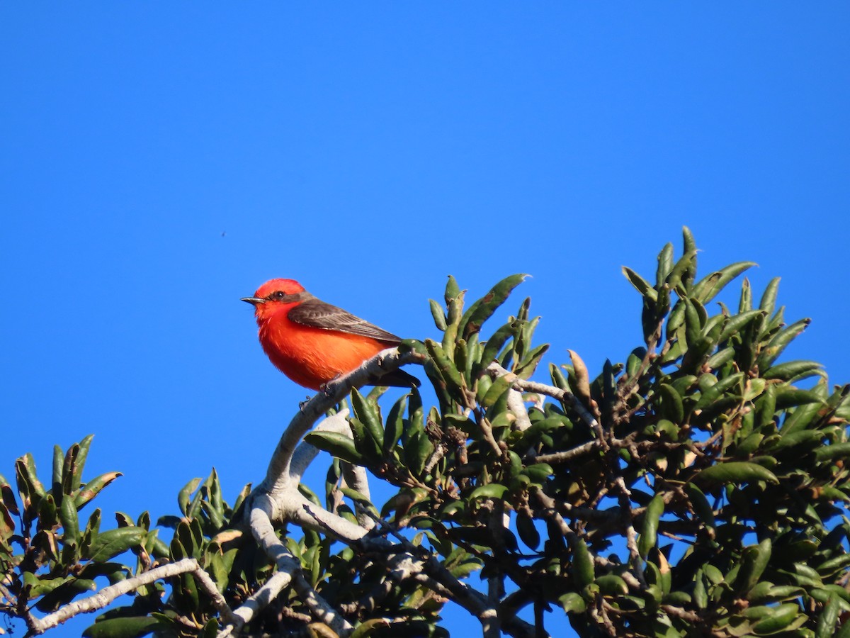 Vermilion Flycatcher - ML203612361