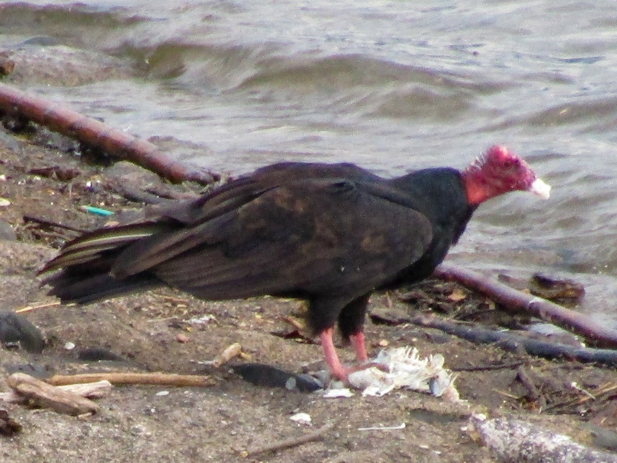 Turkey Vulture - ML203614321