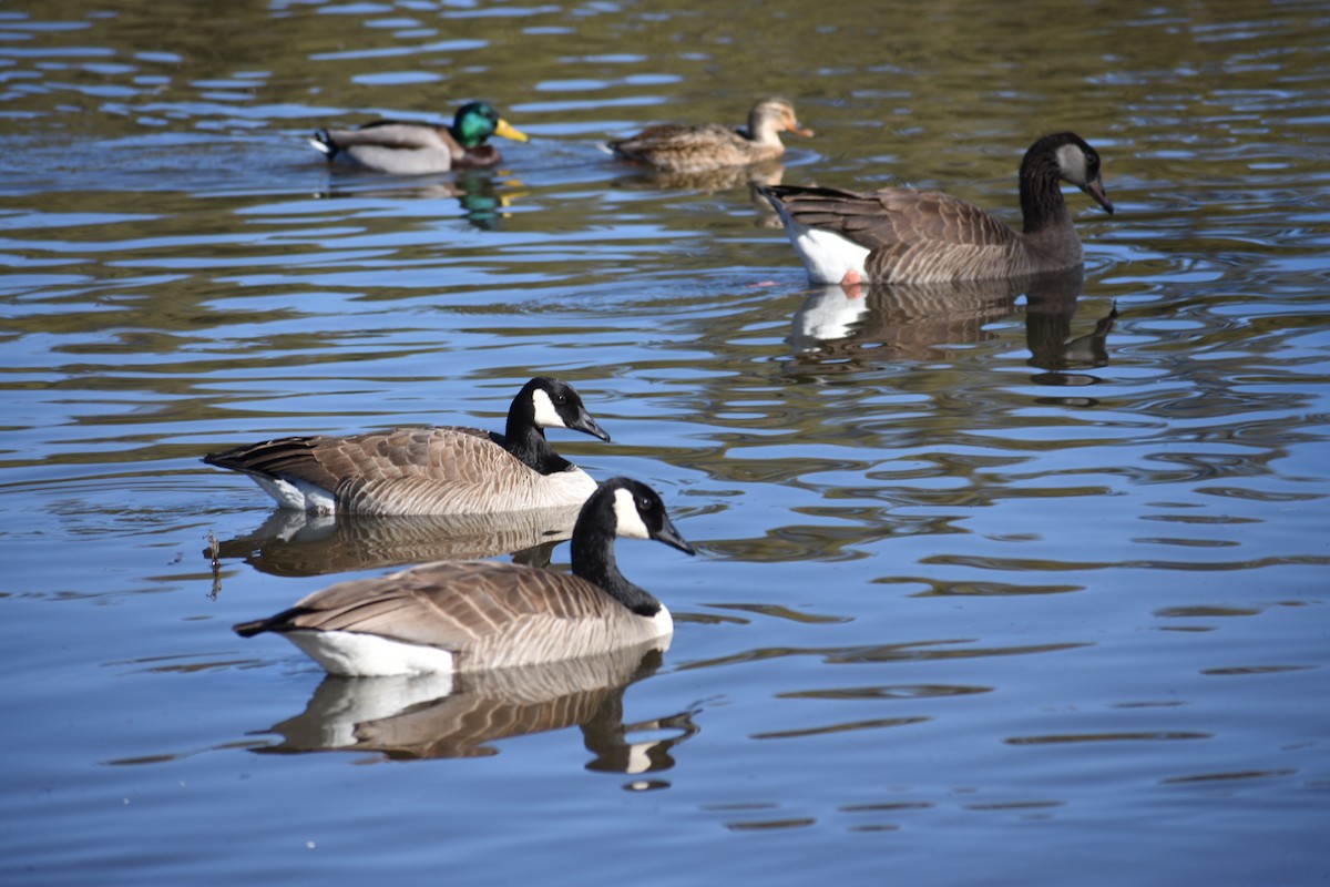 Graylag x Canada Goose (hybrid) - ML203614591