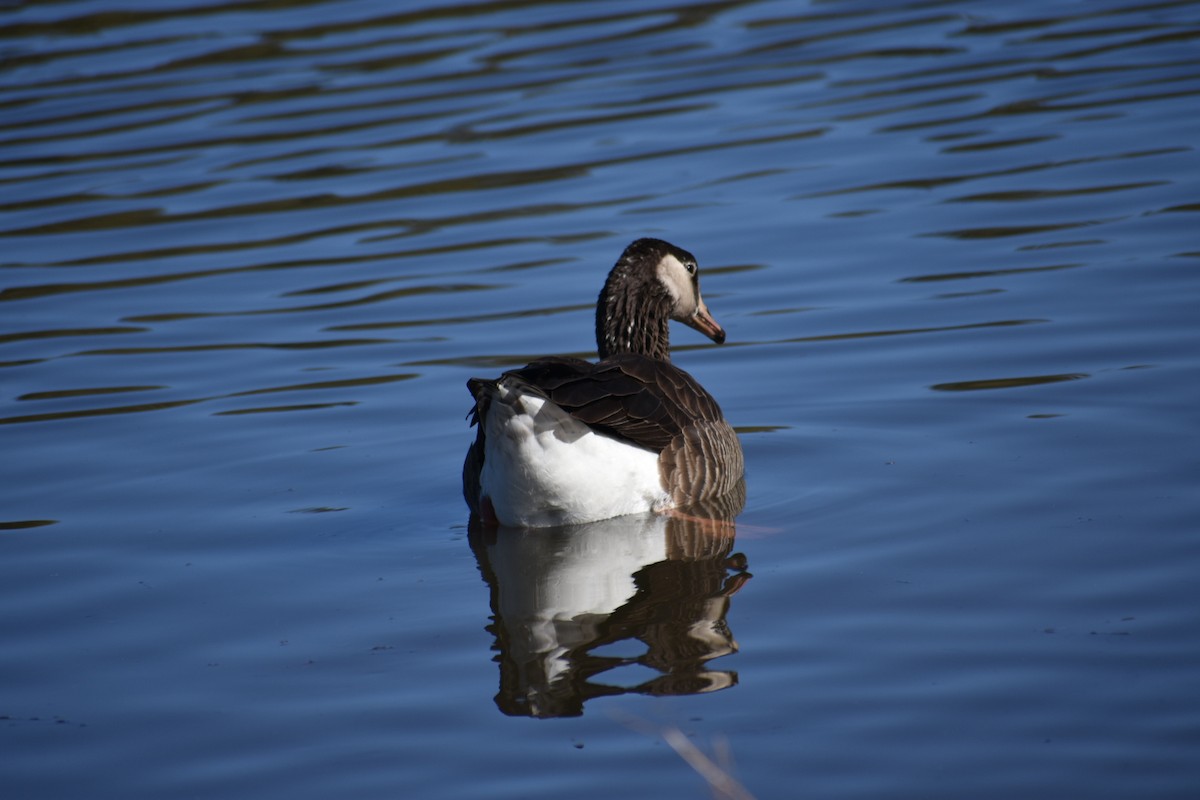 Graylag x Canada Goose (hybrid) - ML203614681