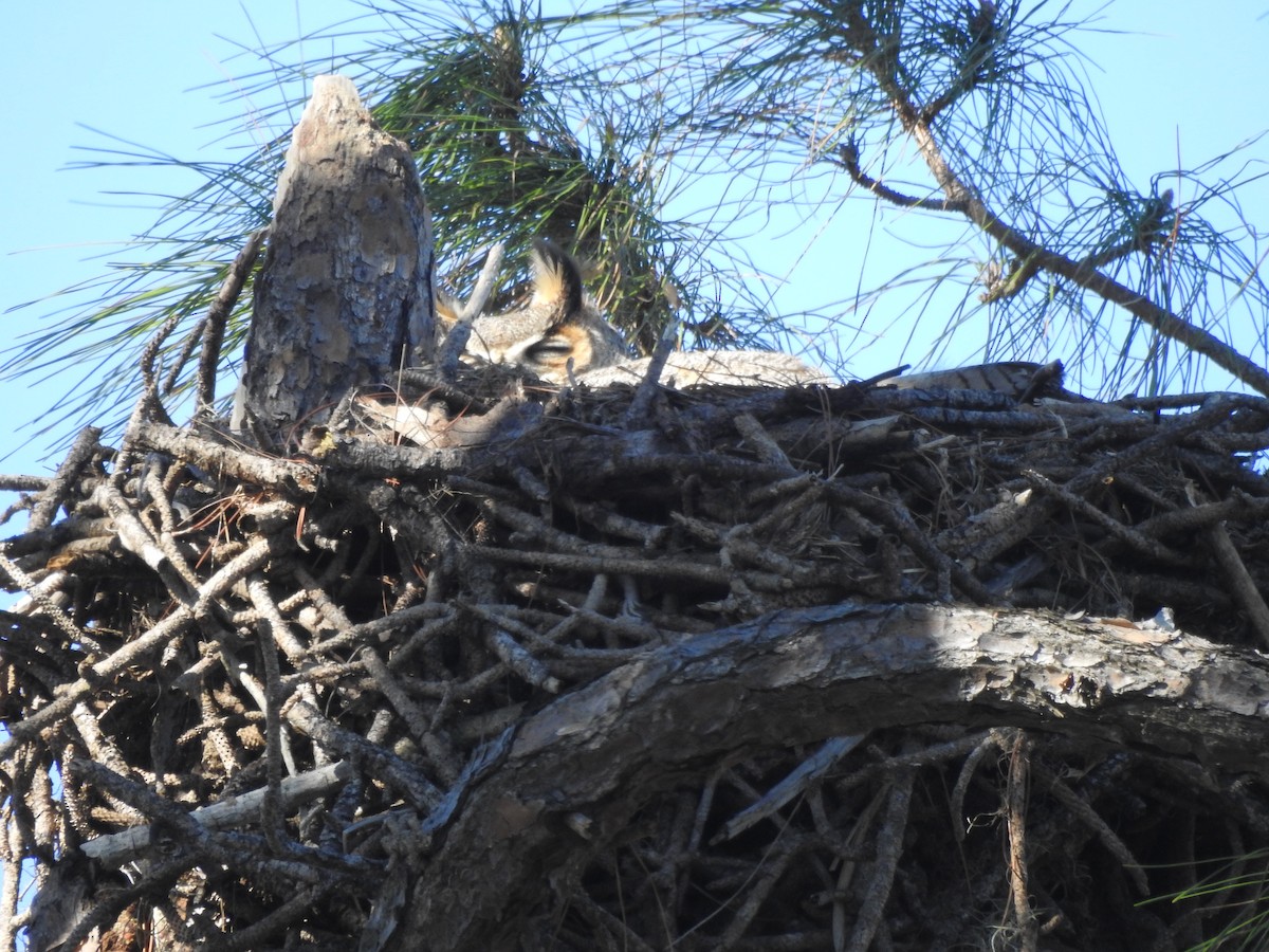 Great Horned Owl - ML203614771