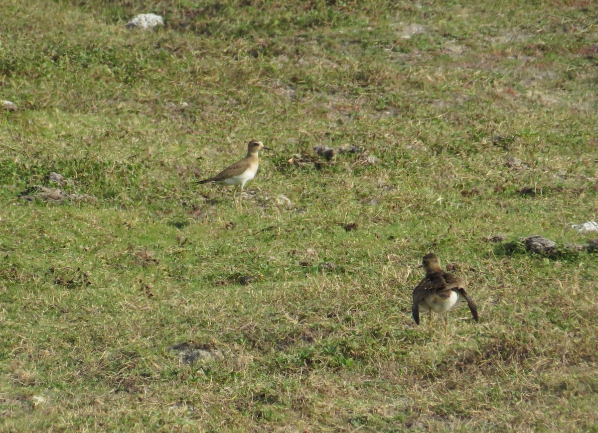 Oriental Plover - ML20361611