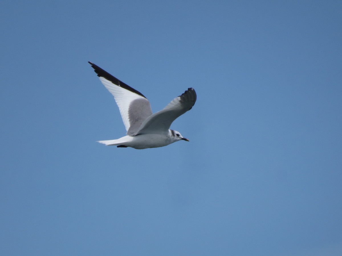 Sabine's Gull - ML20361701