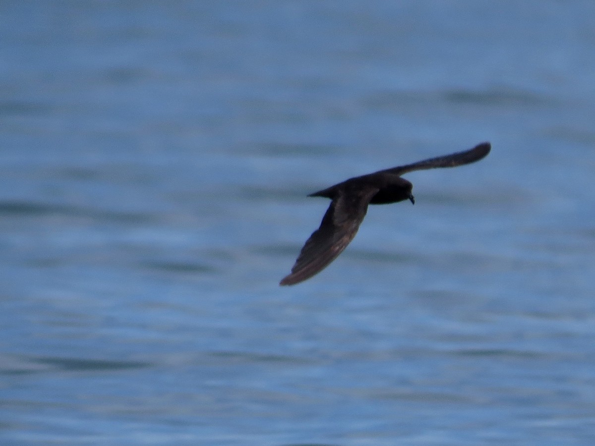 Least Storm-Petrel - John van Dort