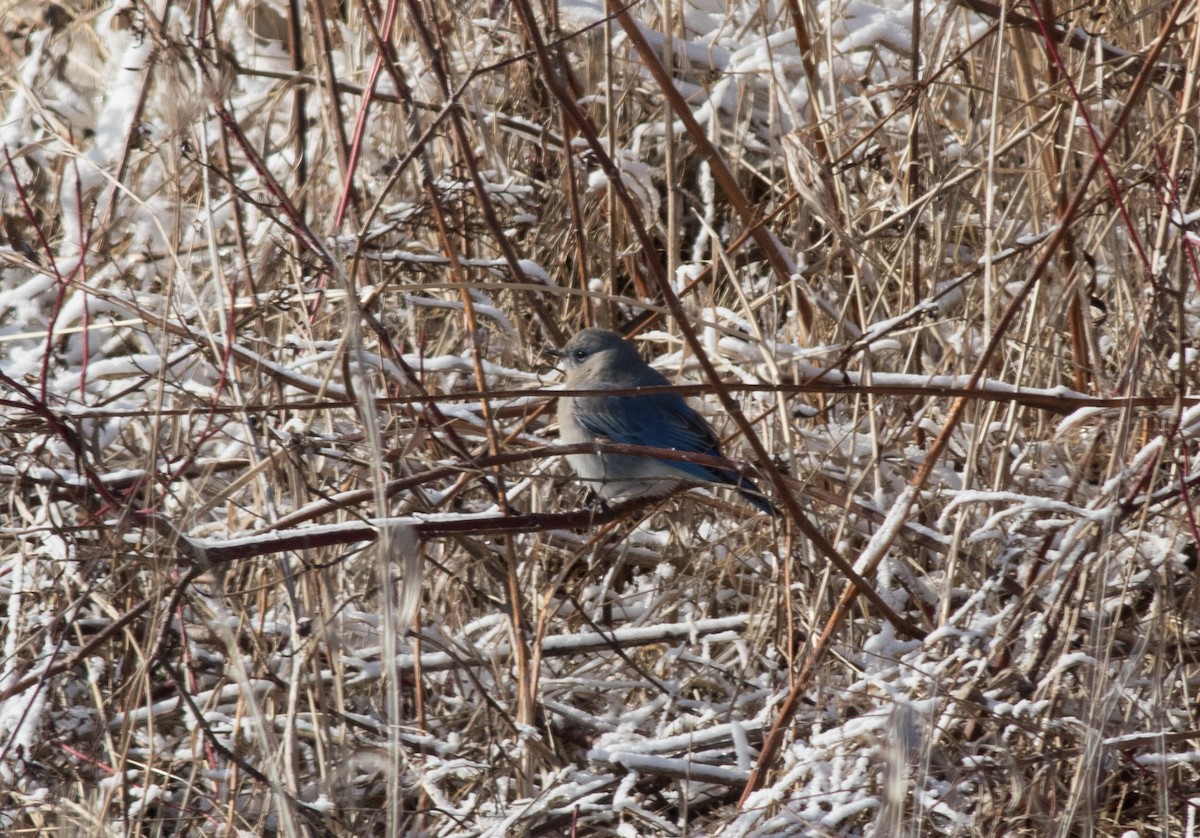 Mountain Bluebird - ML203618441