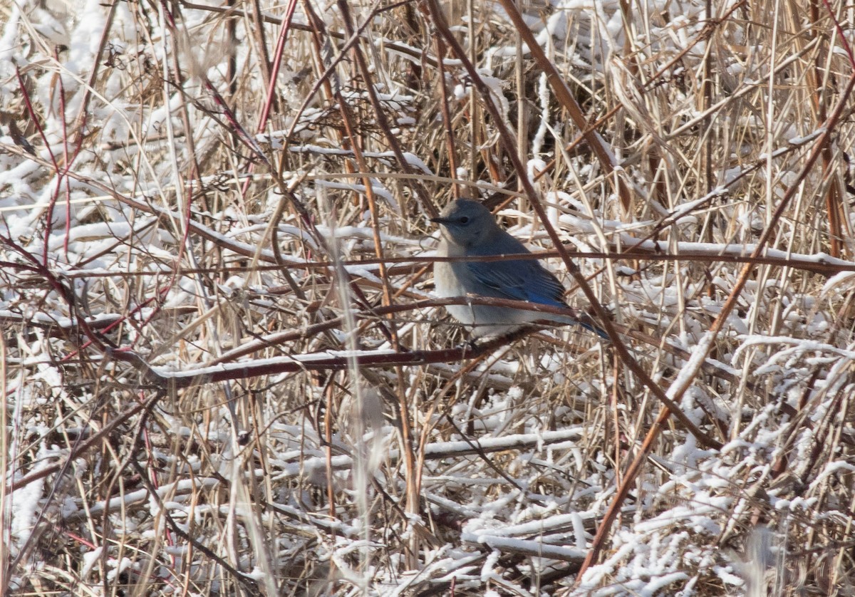 Mountain Bluebird - ML203618451