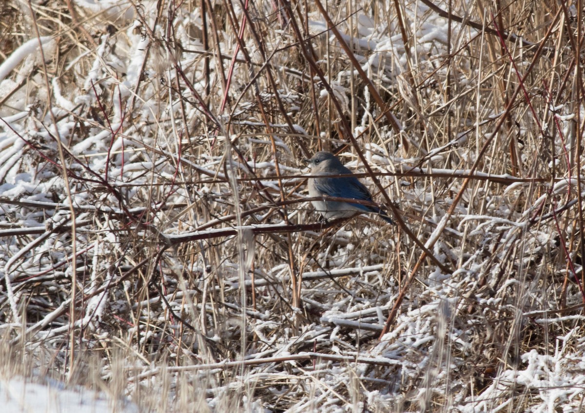 Mountain Bluebird - Mike Fialkovich