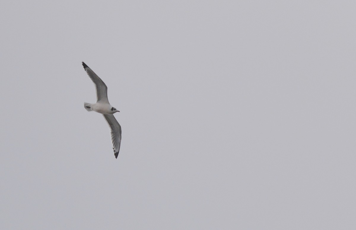 Franklin's Gull - Andy Reago &  Chrissy McClarren