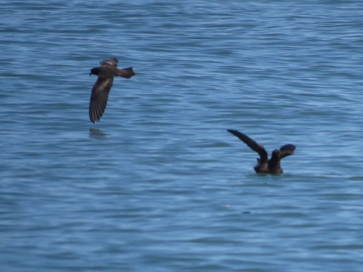 Least Storm-Petrel - ML20362171