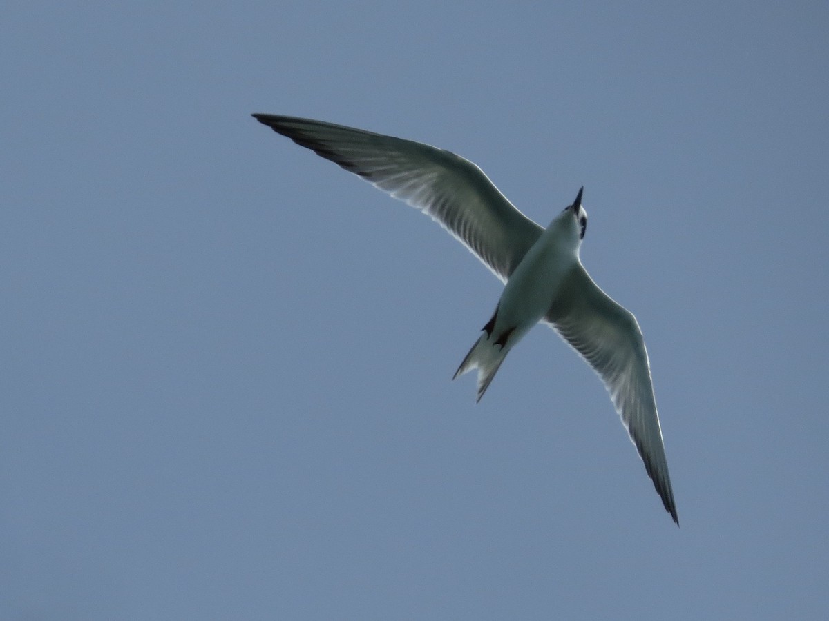 Common Tern - ML20362221