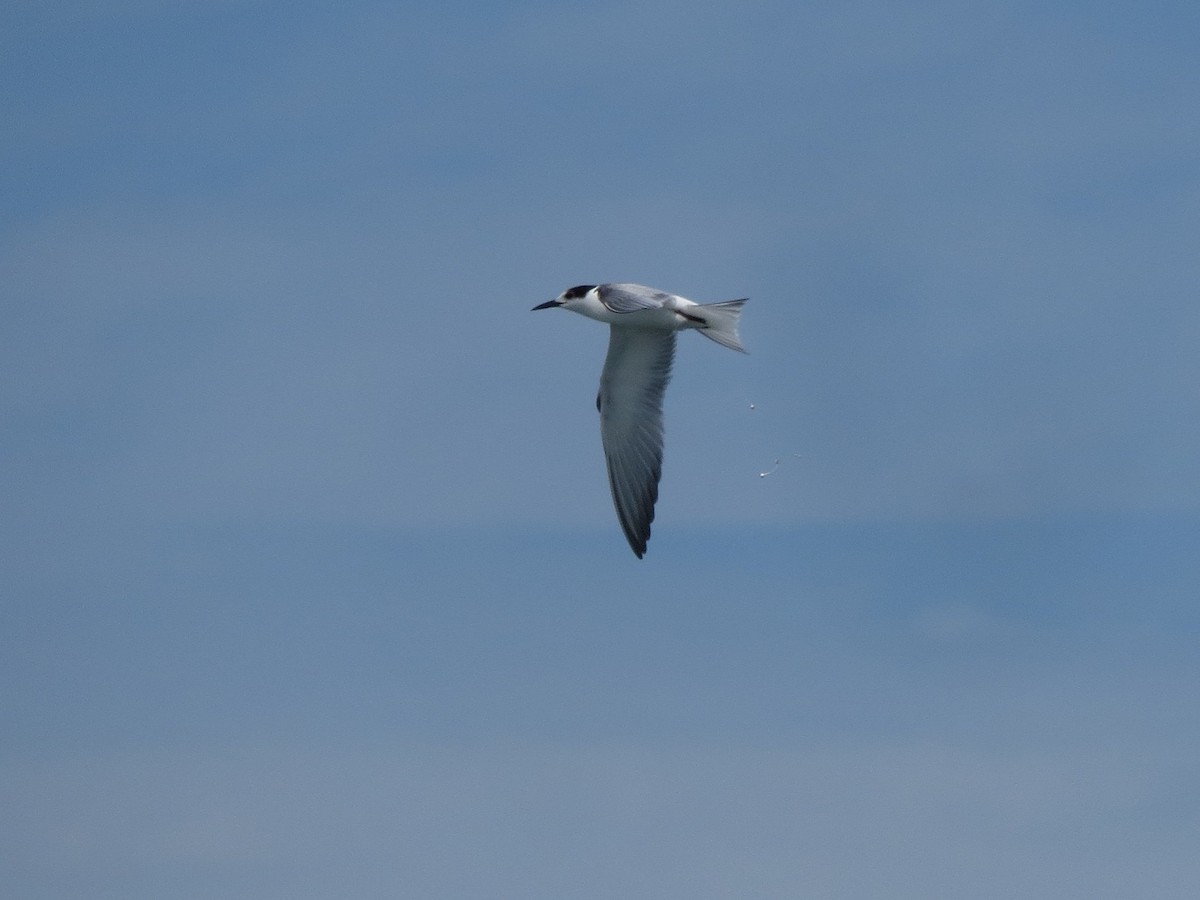 Common Tern - ML20362241