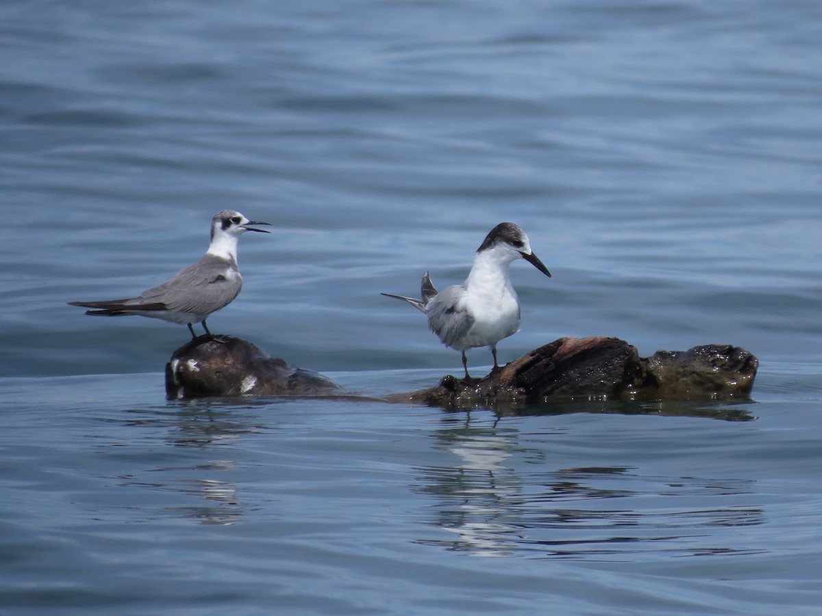 Common Tern - ML20362261