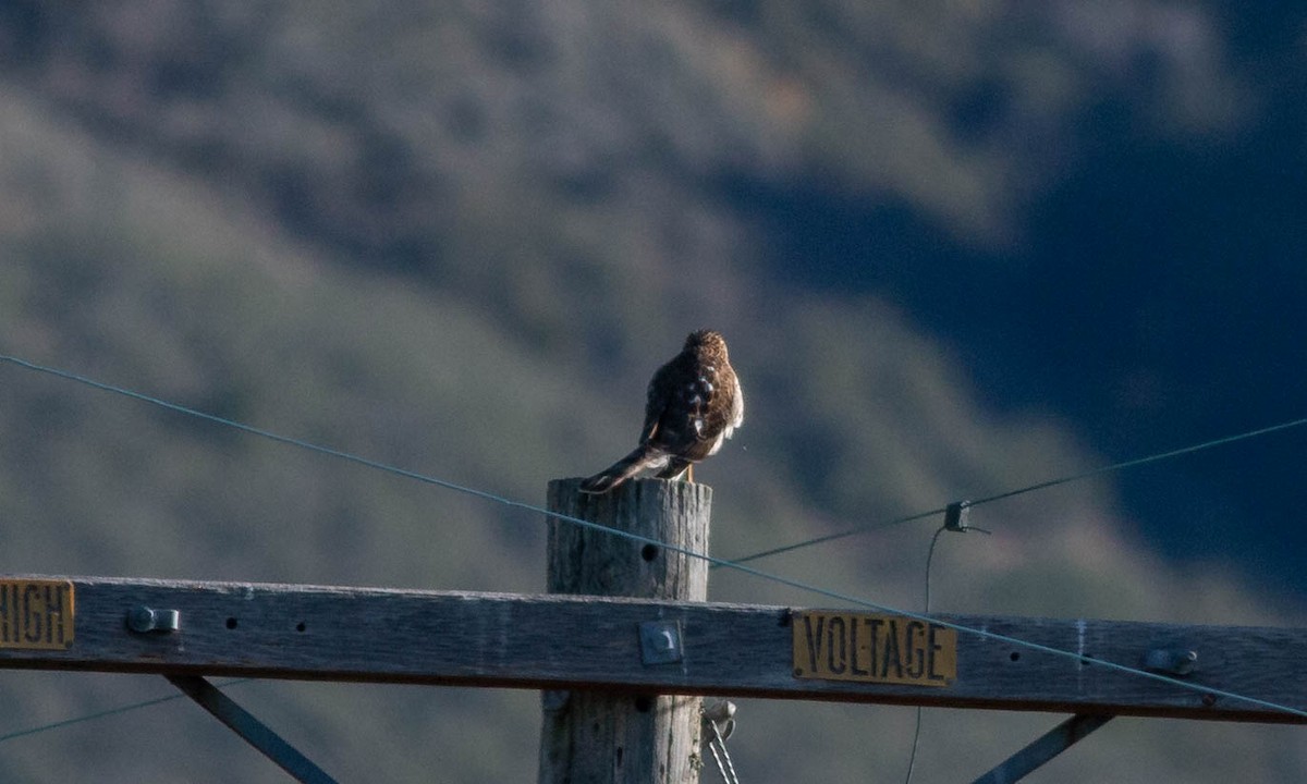 Red-shouldered Hawk - Paul Fenwick