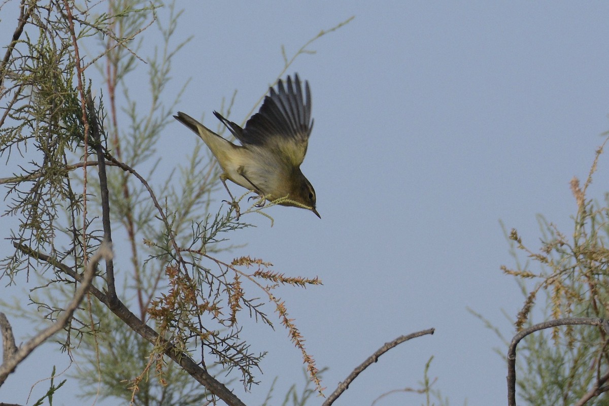 Common Chiffchaff - ML203623511