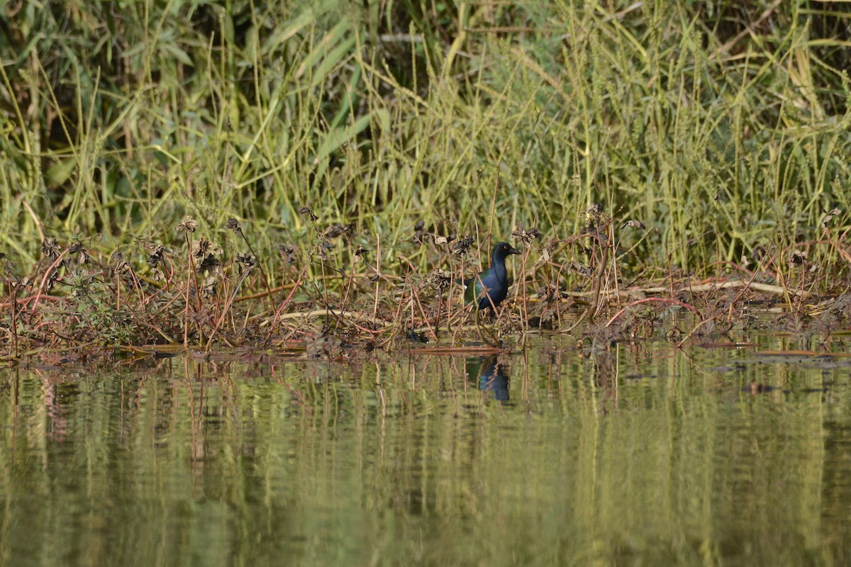 Allen's Gallinule - ML203623571