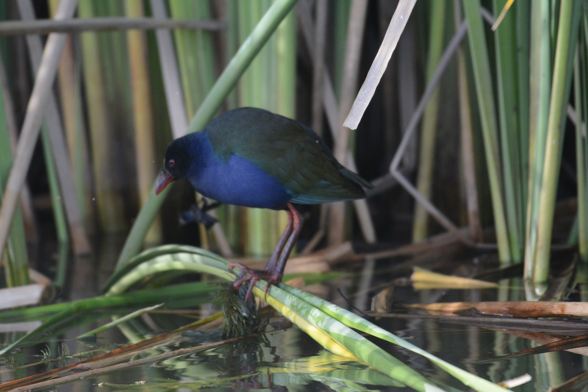 Allen's Gallinule - Jenna McCullough