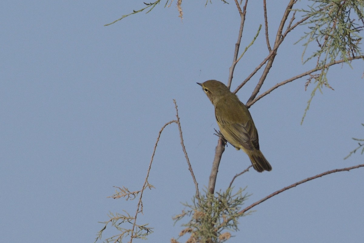 Common Chiffchaff - ML203623671