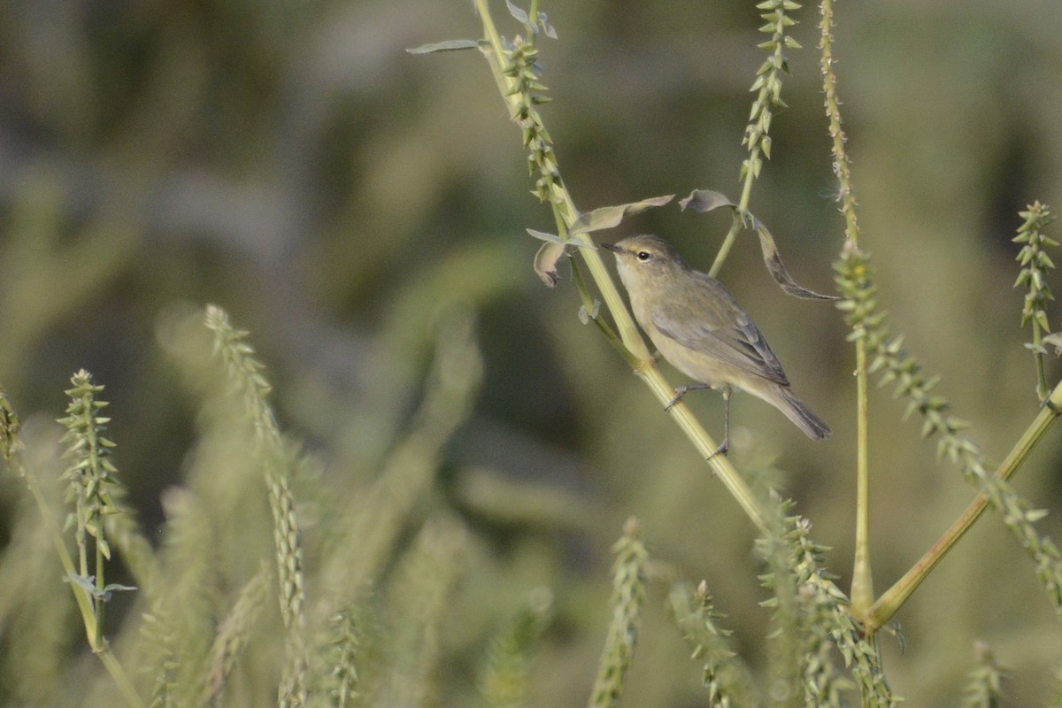 Common Chiffchaff - ML203623731