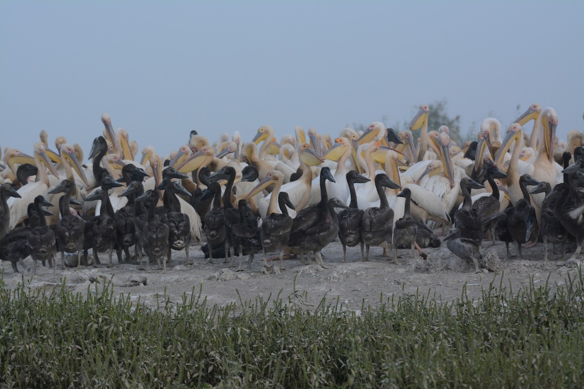 Great White Pelican - ML203624091