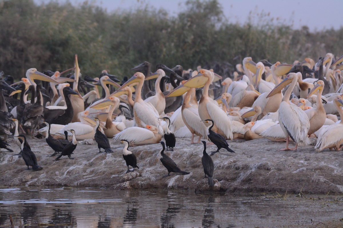 Great White Pelican - ML203624121