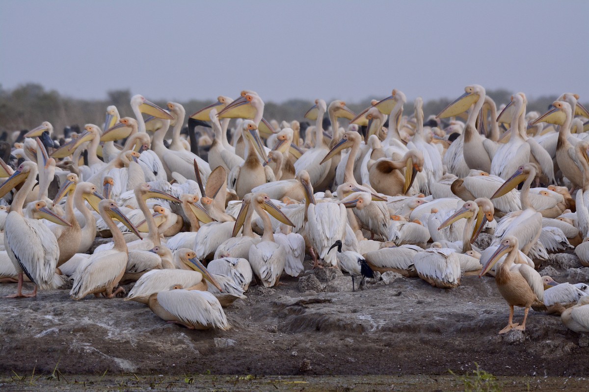 Great White Pelican - ML203624161