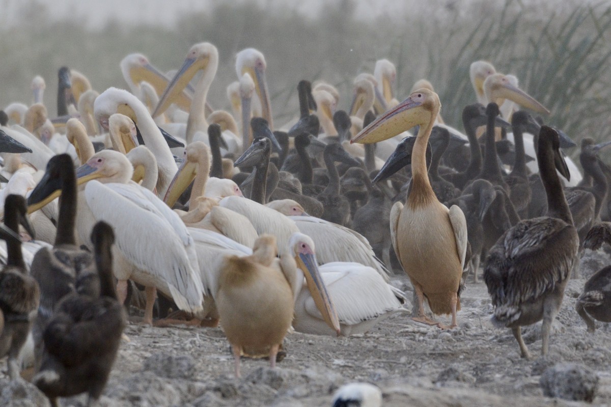 Great White Pelican - ML203624201