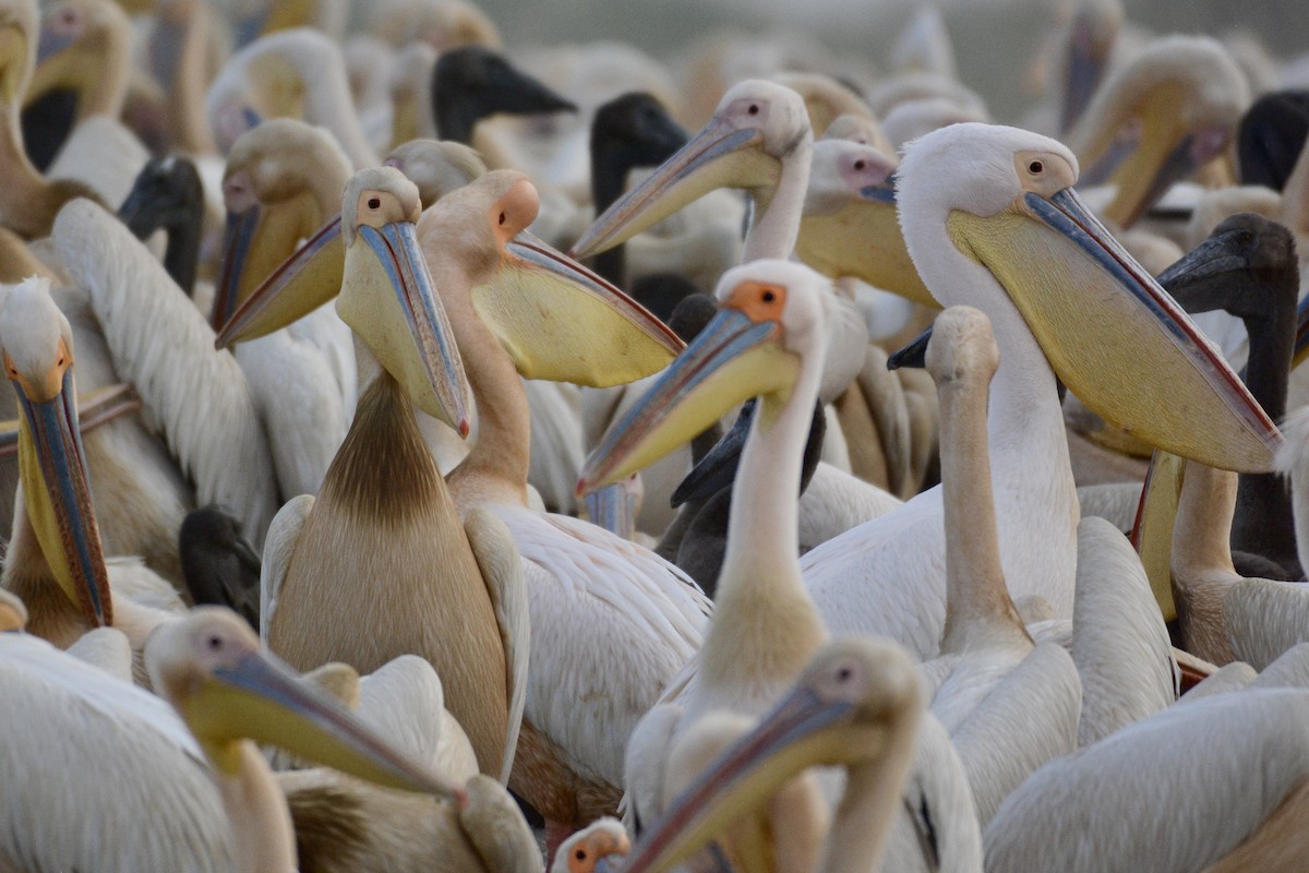 Great White Pelican - ML203624291