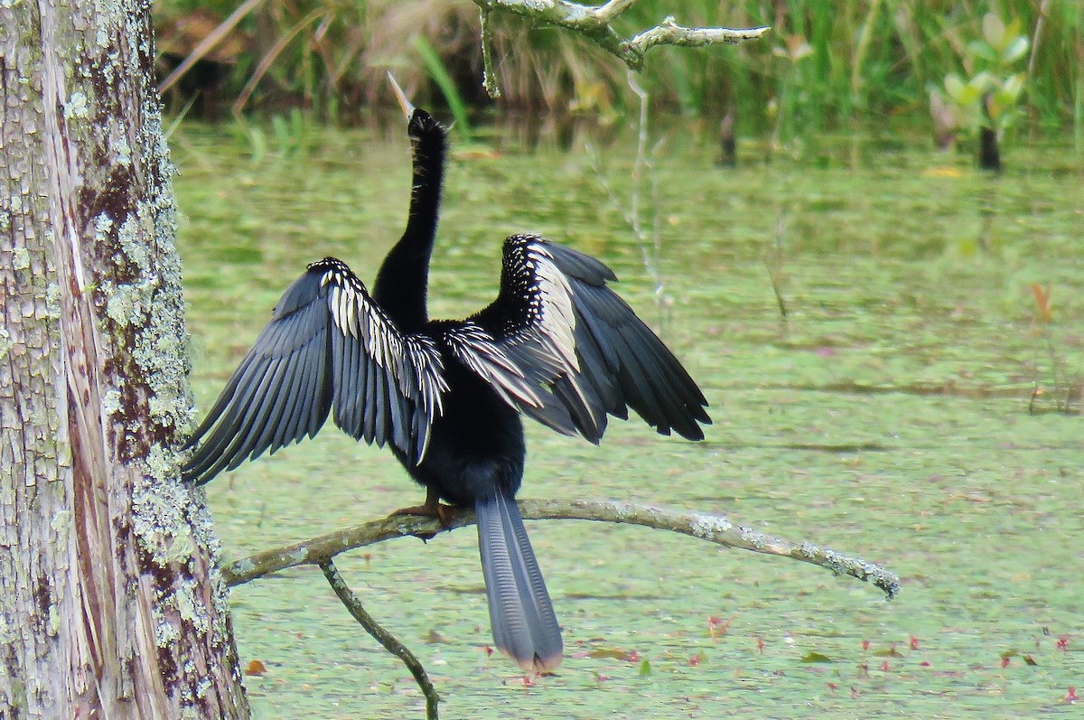 Anhinga - ML203624391