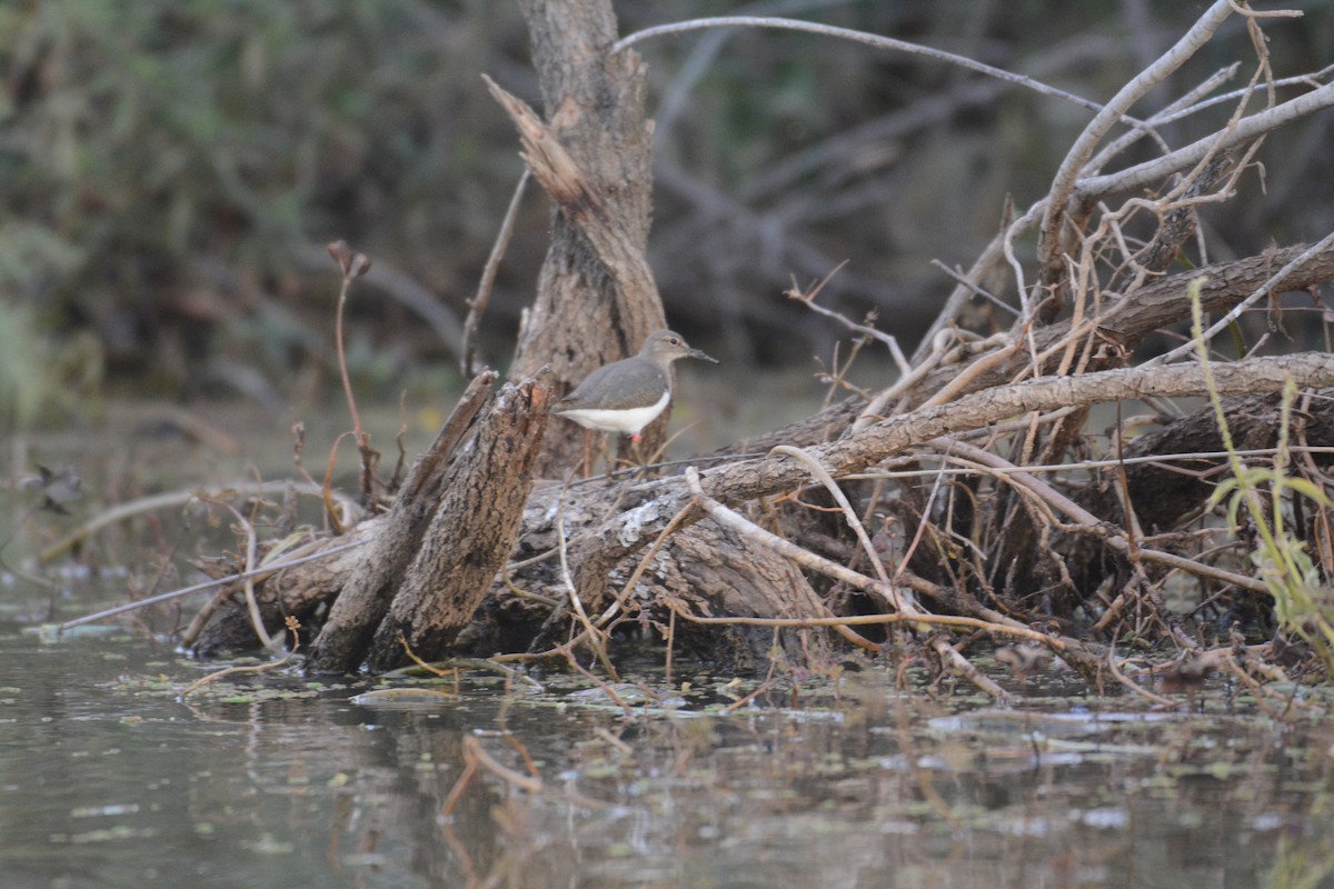 Common Sandpiper - ML203624491