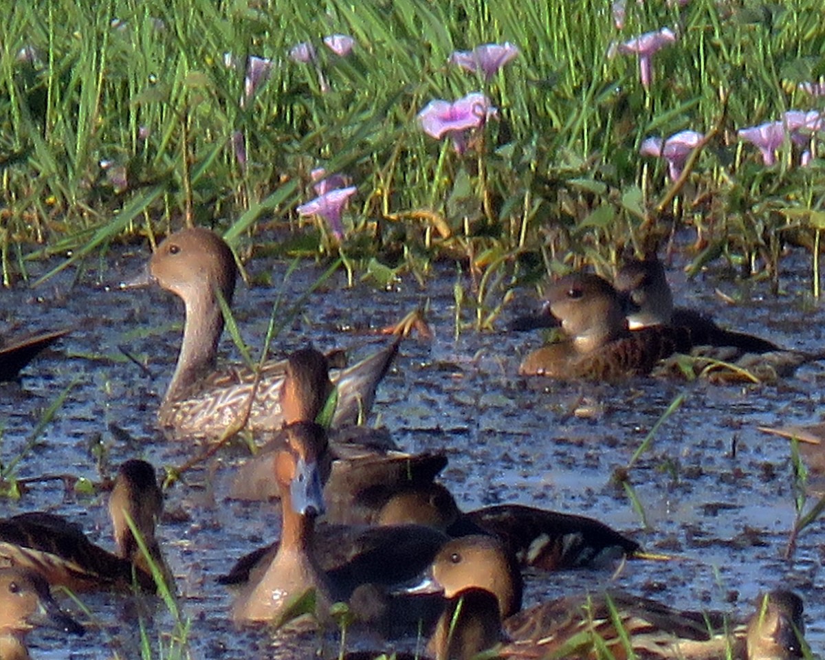 Northern Pintail - ML203628221