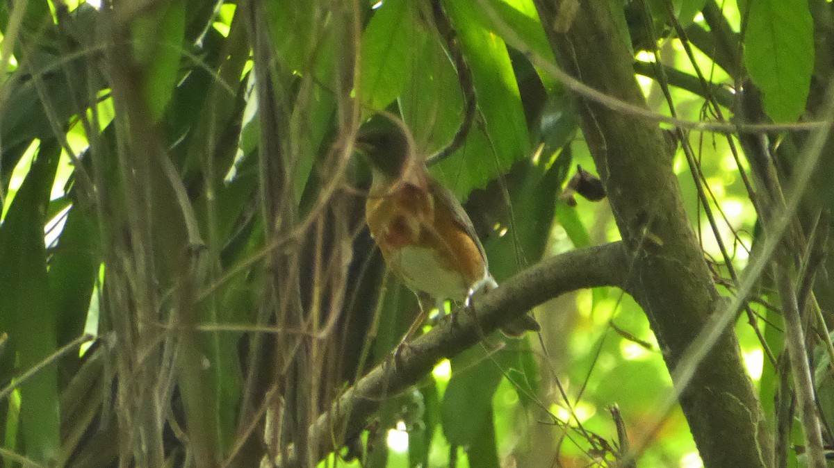 Brown-headed Thrush - ML203629621