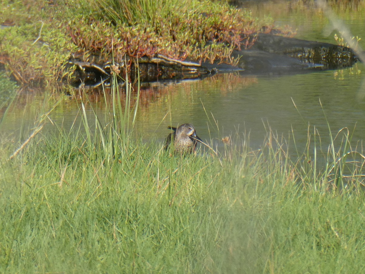 Blue-winged Teal - Anna Gillespie