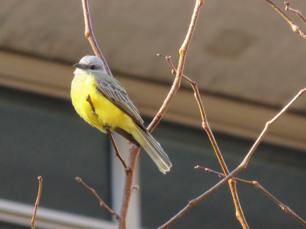 Couch's Kingbird - ML20363121