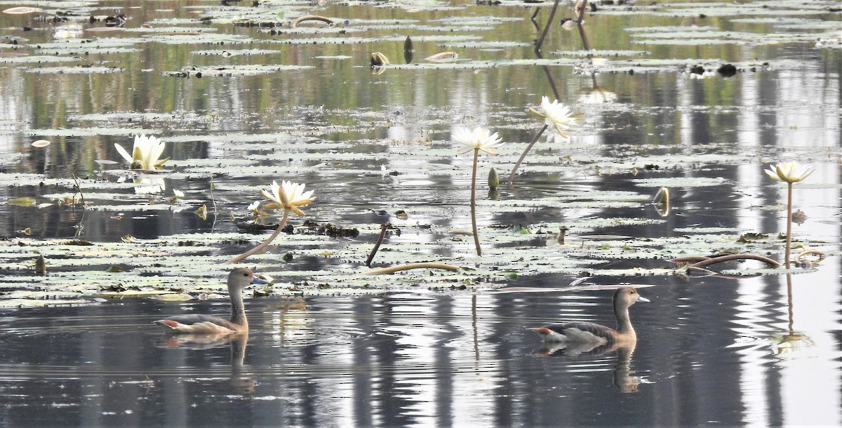 Lesser Whistling-Duck - ML203631731