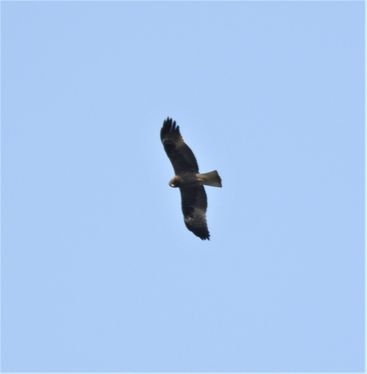 Booted Eagle - ML203632121