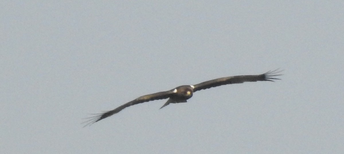 Booted Eagle - ML203634931