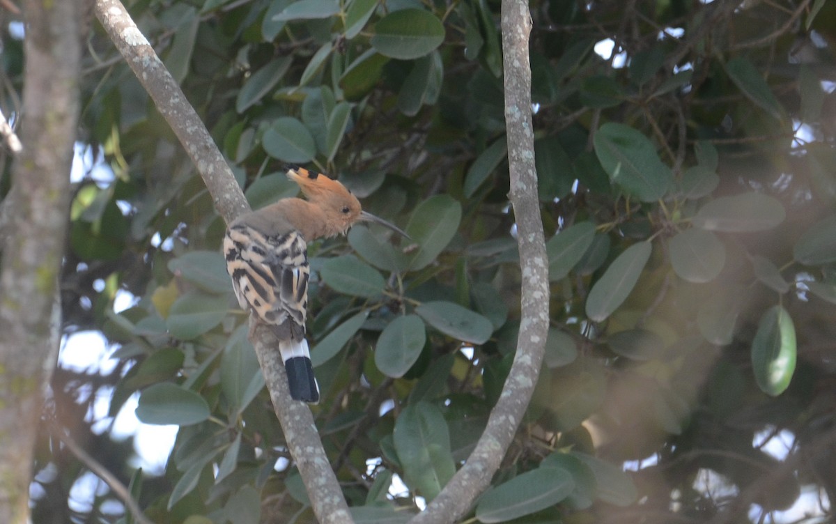 Eurasian Hoopoe - ML203636461