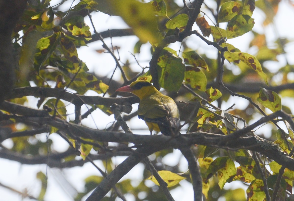 Black-naped Oriole - ML203636531