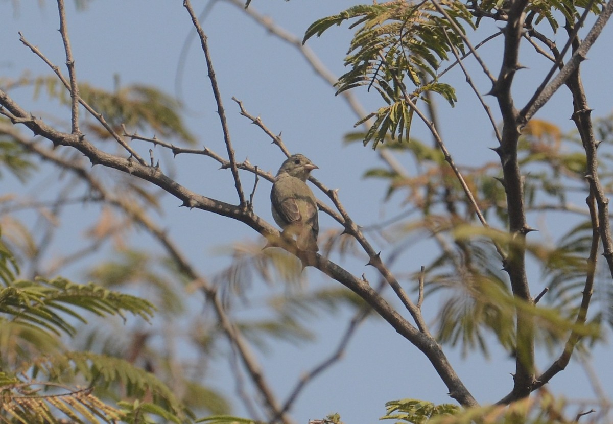 Pale-billed Flowerpecker - ML203636671