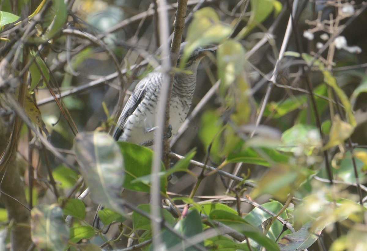 Black-headed Cuckooshrike - ML203636831