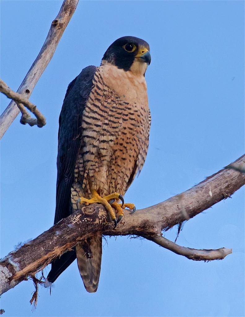 Peregrine Falcon - ML203638571